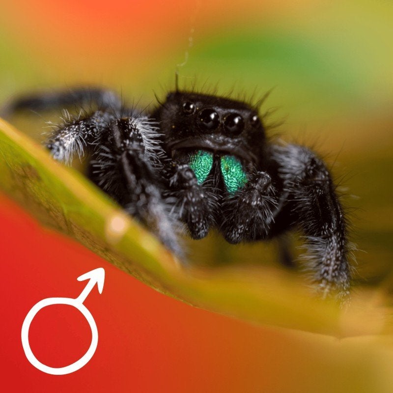 gezocht! Phidippus regius "Guadeloupe" man i6-i7, Spin of Schorpioen