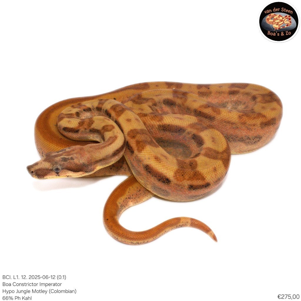 Boa Constrictor Imperator Litter 01 2025 Boa Constrictor photo 7