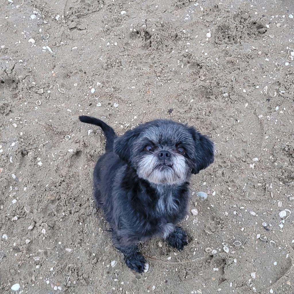 Een super lief en zorgzaam 5-sterren huisje gezocht, Dieren en Toebehoren, Honden | Chihuahua's en Gezelschapshonden, 6 jaar of ouder