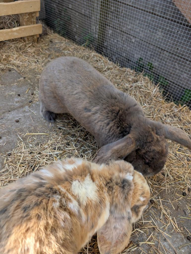 2 lieve Franse hangoor konijnen man, Dieren en Toebehoren, Konijnen, Mannelijk, Groot, Hangoor