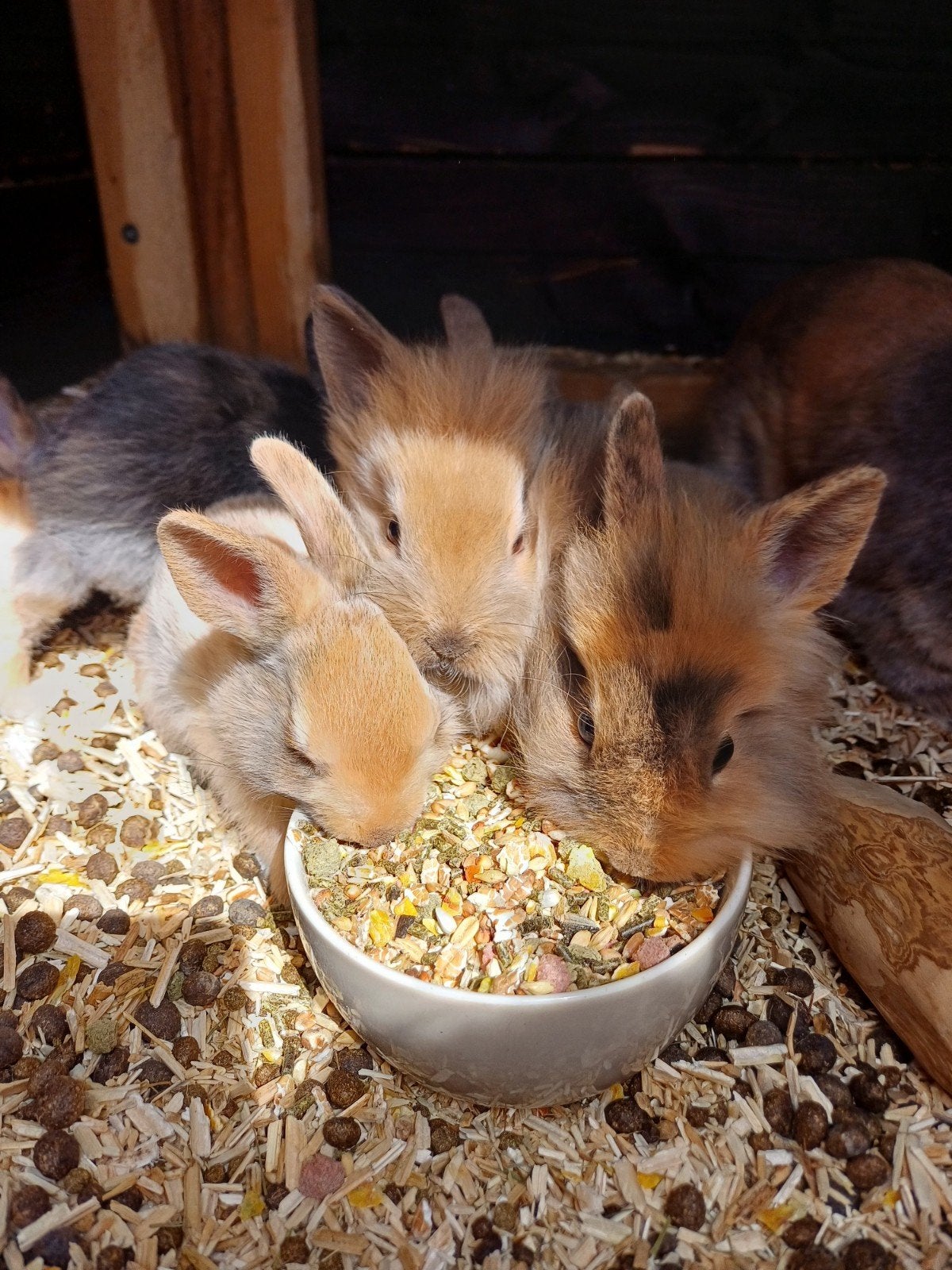 Dwergkonijnen, Dieren en Toebehoren, Konijnen, Meerdere dieren, Middelgroot