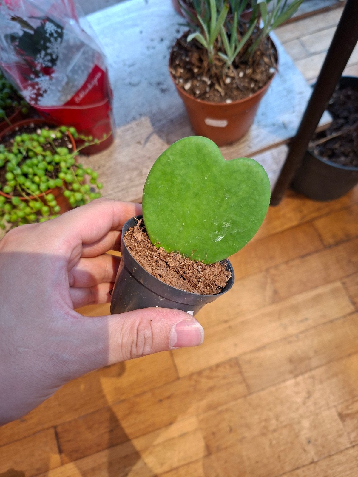 Hartjesplant (Hoya Kerrii), Ophalen, Vetplant, Halfschaduw, In pot