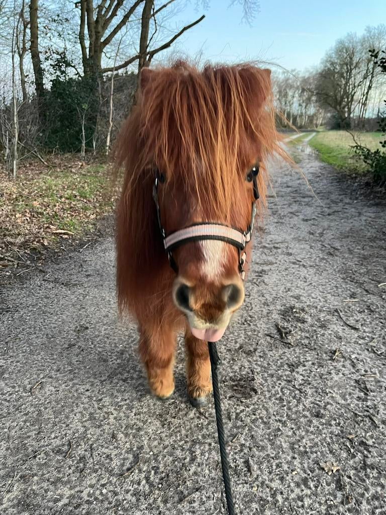 Verzorgster gezocht voor shetlander | verzorgpony, Ophalen of Verzenden, Overige soorten