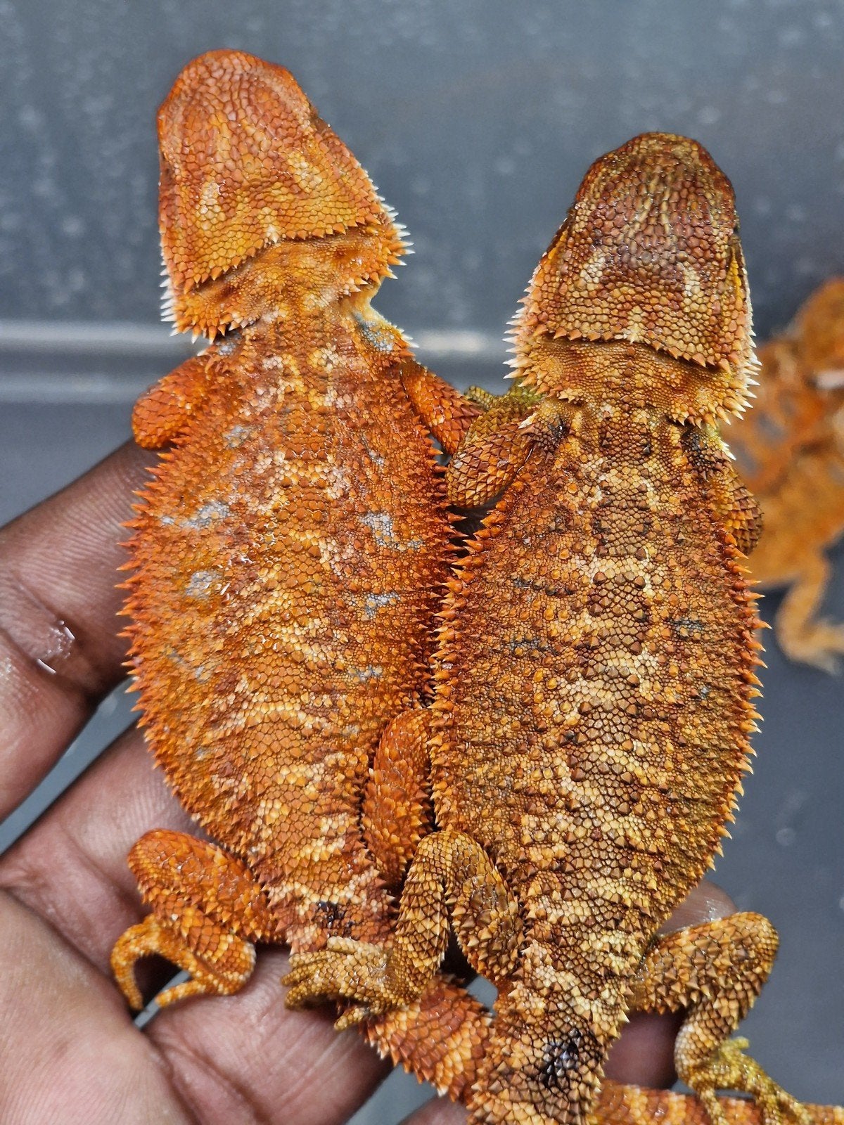 RED MONSTER BAARDAGAAM NAKWEEK – NU TE RESERVEREN Bearded Dragon - unknown for sale from henkjan van leeuwen