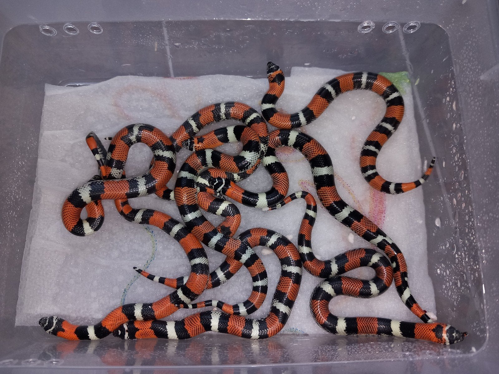 Xenodon pulcher driekleurige haakneus nk26 Hognose Snake - unknown for sale from Serpentum viridis