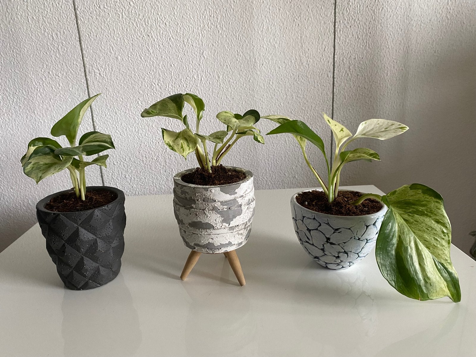 Epipremnum Pinnatum ‘ Happy Leaf’ variegata, inclusief potje, Ophalen of Verzenden, In pot, Minder dan 100 cm