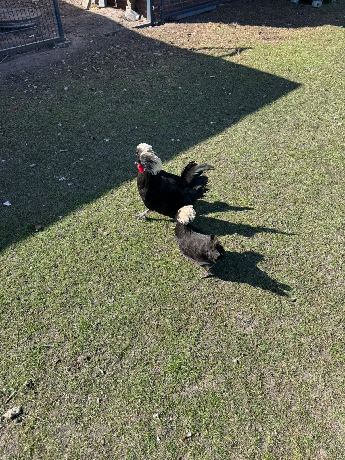 Trio Hollandse Kuifhoenders te Koop, Dieren en Toebehoren, Meerdere dieren, Kip