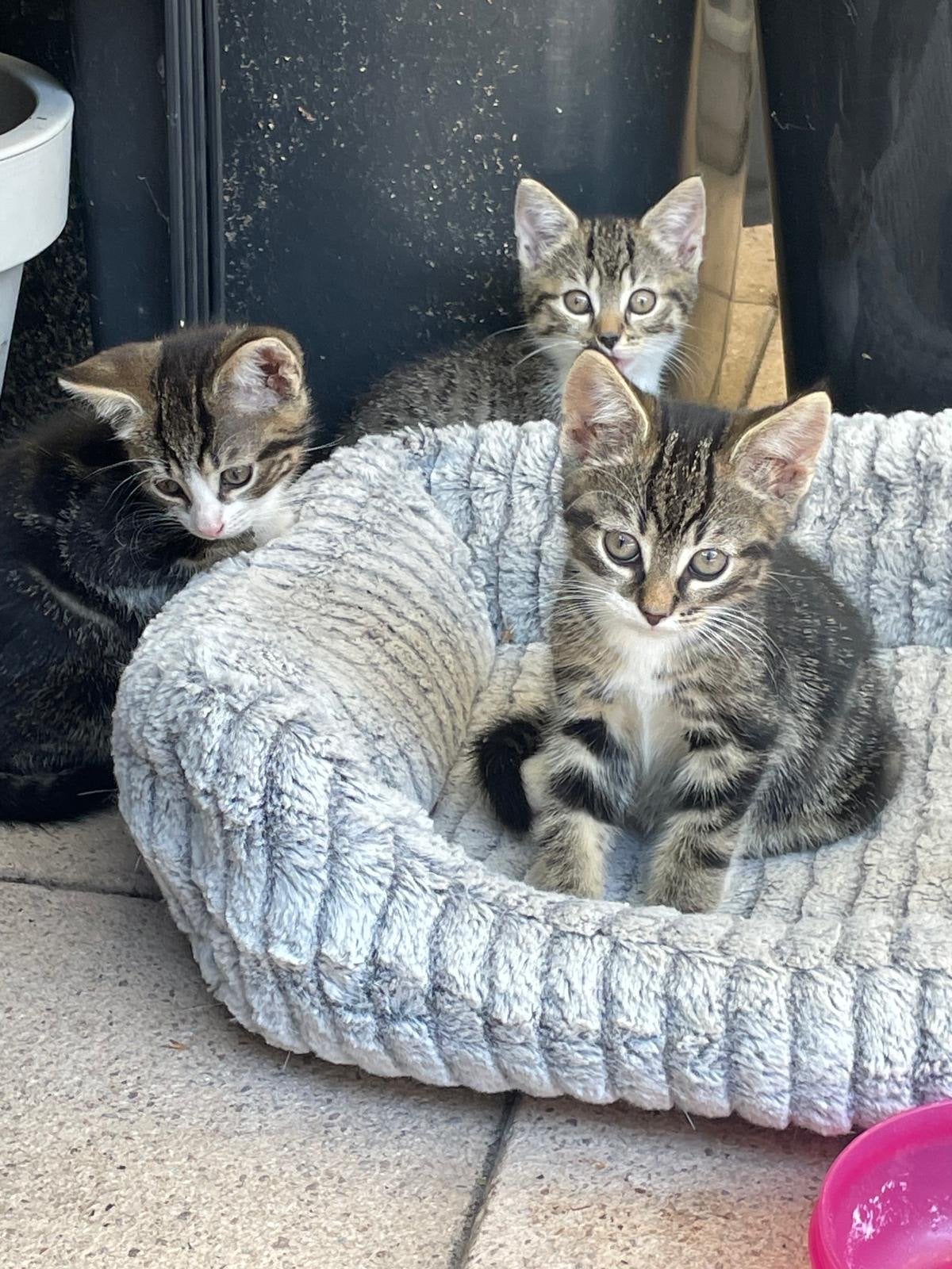 Kittens 3 stuks