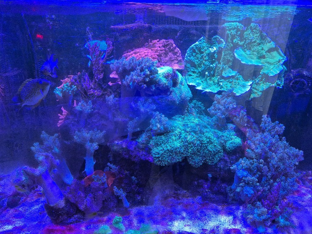 Aquarium Red sea, Ophalen, Red Sea, Gevuld zeewateraquarium, Zo goed als nieuw