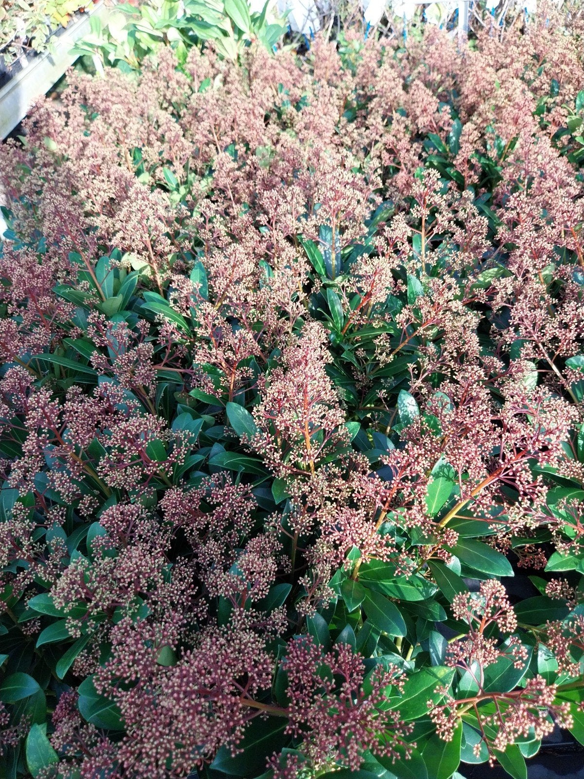 Skimmia Japonica 'Rubella' - Wintergroene Sierheester, Vaste plant, Halfschaduw, Lente, Ophalen