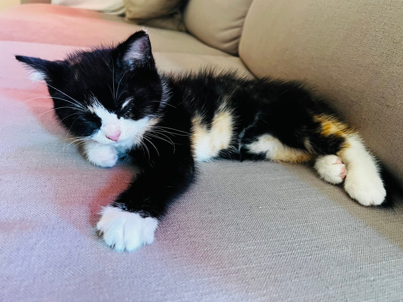 💕 Prachtige Britse Korthaar kittens! 💕, Dieren en Toebehoren, Katten en Kittens | Overige Katten, Meerdere dieren