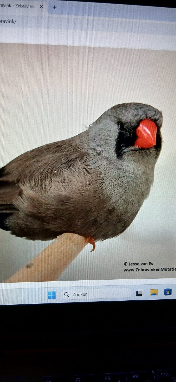 zebravink  charcoal - eumo, Dieren en Toebehoren, Vogels | Overige Vogels, Meerdere dieren, Geringd