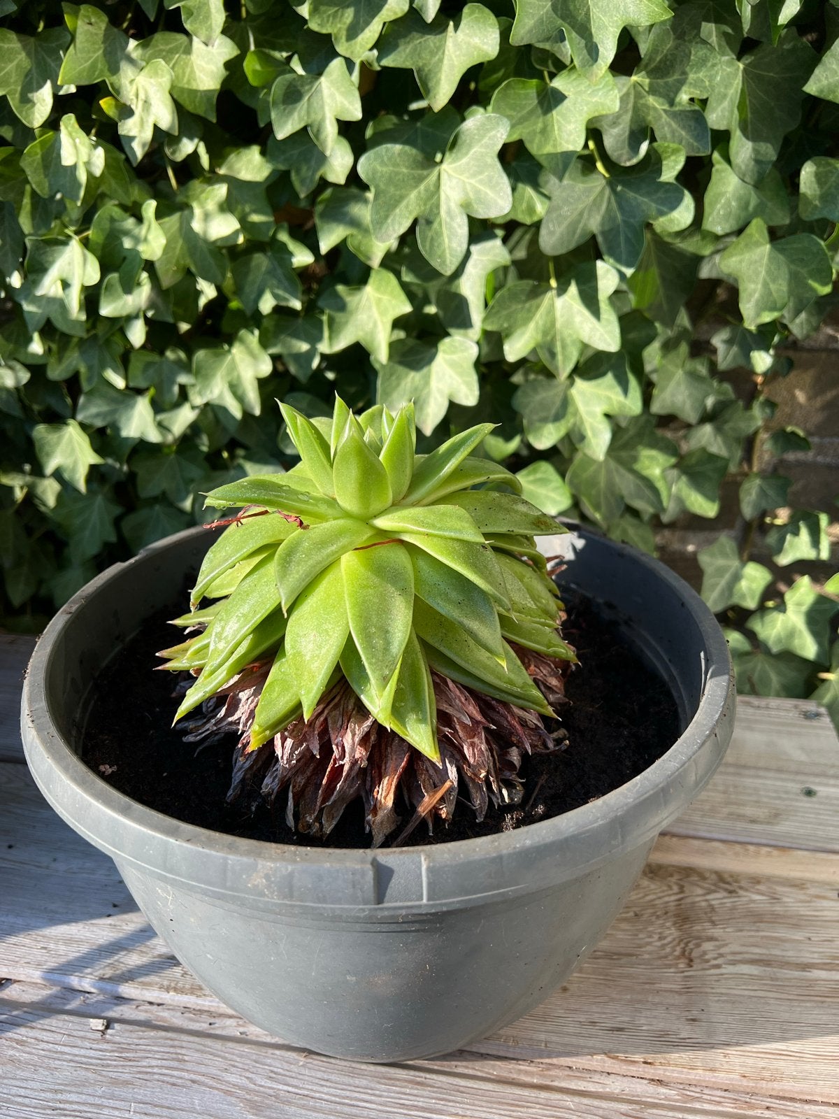 Mooie Vetplant in pot - Ideaal voor binnen, Huis en Inrichting, Ophalen, Vetplant, Halfschaduw, In pot