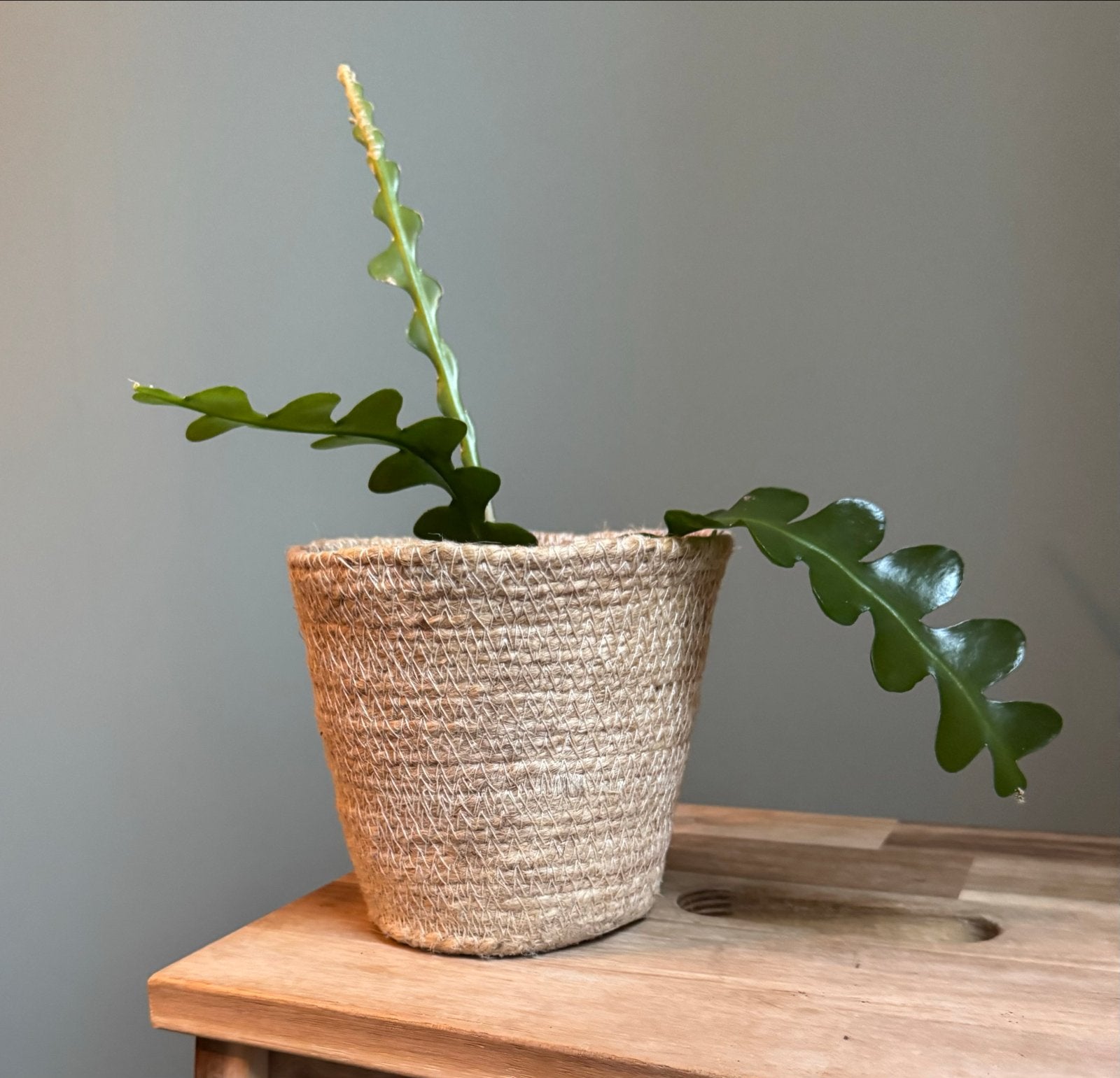 3x Zaagcactus stekjes (Epiphyllum anguliger) in p11 pot, Ophalen, Halfschaduw, Minder dan 100 cm, Groene kamerplant