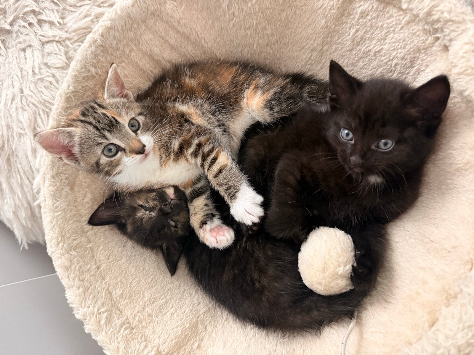 Mooie kittens! Poesje en katertje.Heel goed gesocialiseerd, Dieren en Toebehoren, Meerdere dieren