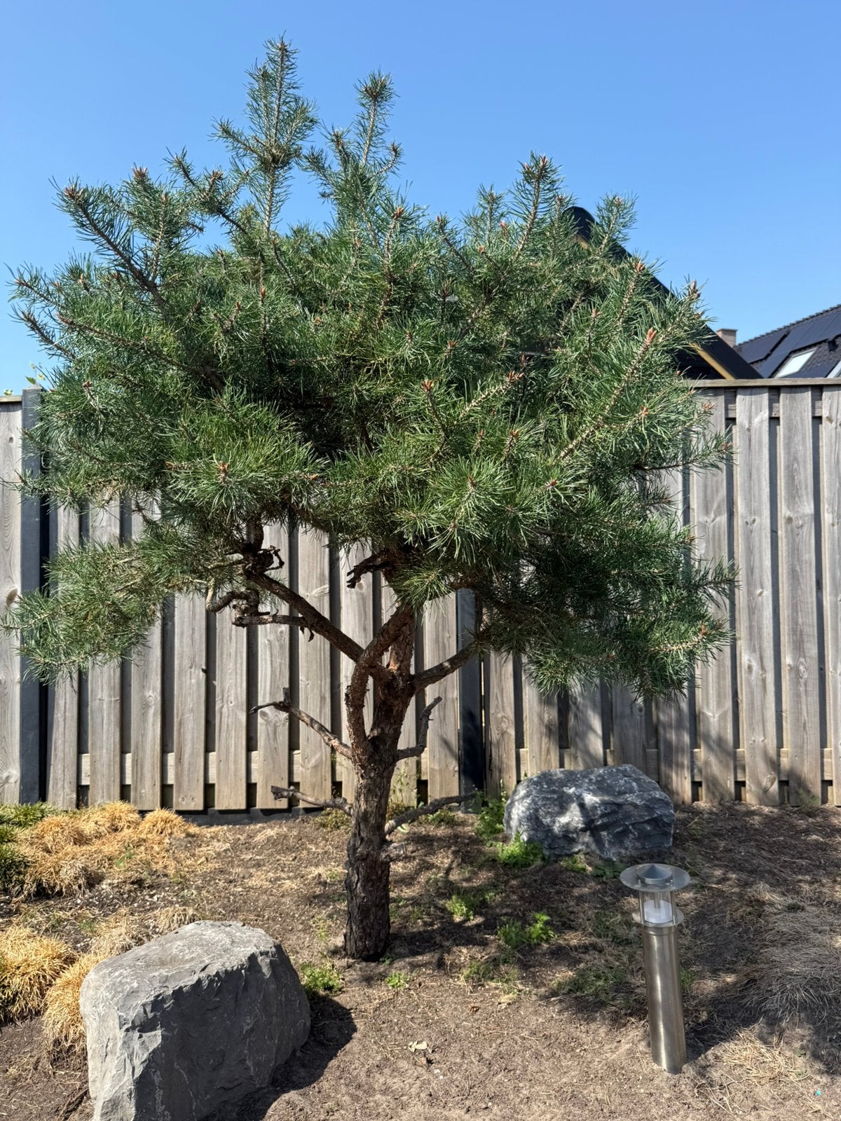 Japanse witte den, Tuin en Terras, Planten | Bomen, Ophalen, Halfschaduw, Overige soorten, 100 tot 250 cm
