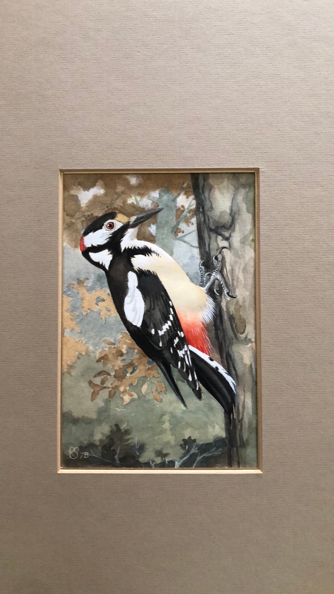 Aquarel specht Rein (Reinier) Stuurman vogels specht, Antiek en Kunst, Ophalen of Verzenden