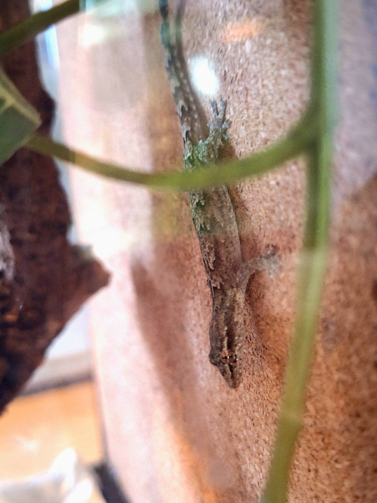 Rouwgekko's (Lepidodactylus lugubris), Hagedis, 0 tot 2 jaar
