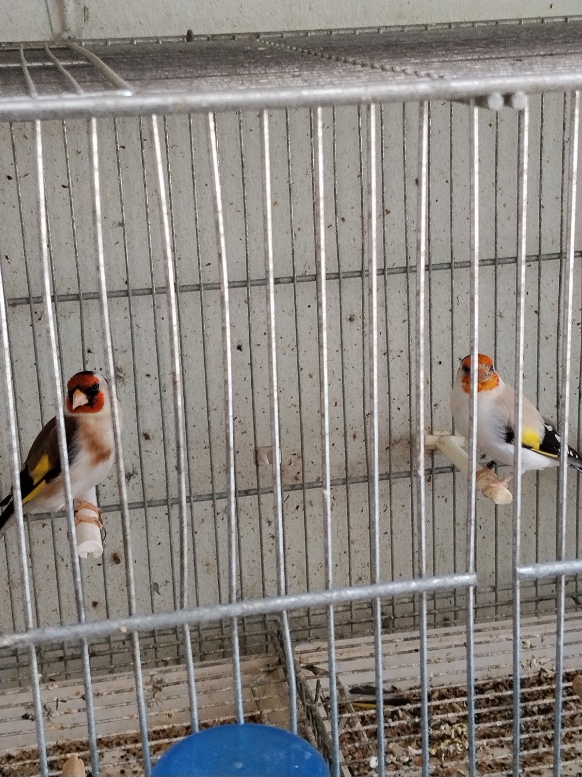 Koppel majoor, Meerdere dieren, Wildzangvogel, Geringd