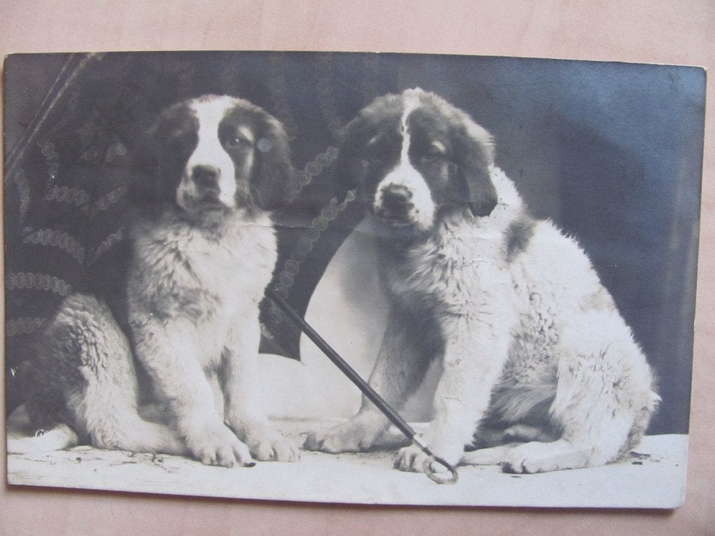 fotokaart 2 jonge honden 1913, Ophalen of Verzenden, Voor 1920, Gelopen, Natuur