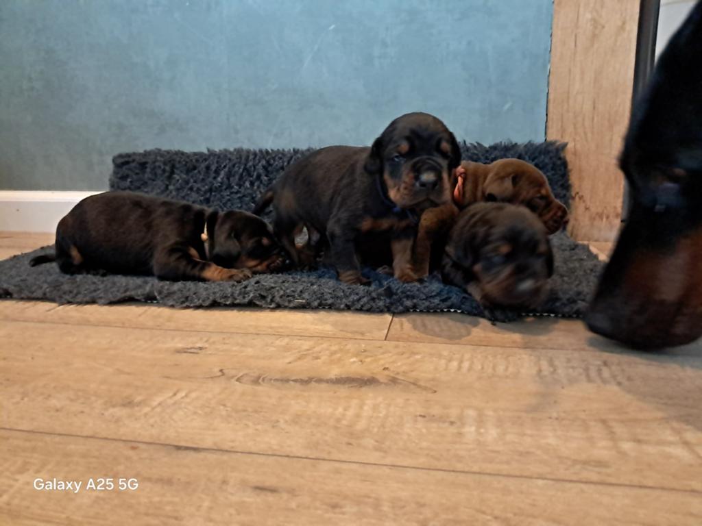 Dobermann pups te koop. Groeien op in Huiselijke kring!, Parvo, Overige rassen, 8 tot 15 weken, Meerdere