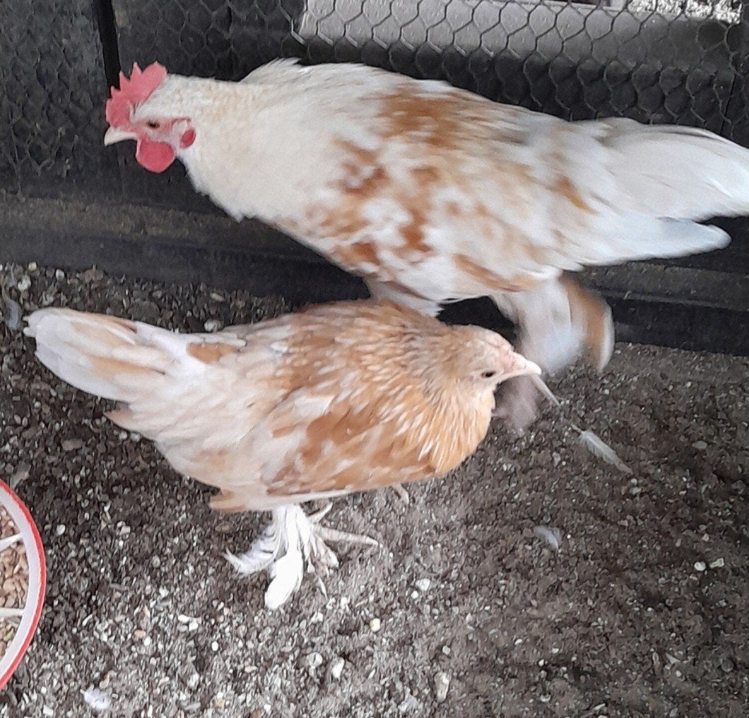 Sabelpoot hen en haan, Dieren en Toebehoren, Pluimvee, Meerdere dieren, Kip