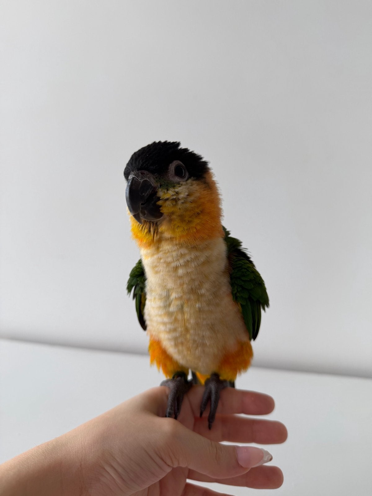 Lieve Tamme Zwartkop Caique Jong (Incl. kooi), Geslacht onbekend, Papegaai, Pratend