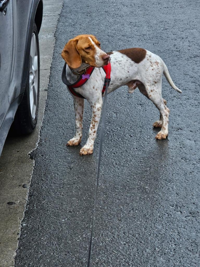 Bruno heeft het zwaar in Cyprus, Dieren en Toebehoren, Honden | Niet-rashonden, 1 tot 2 jaar, Buitenland, Parvo, Eén hond