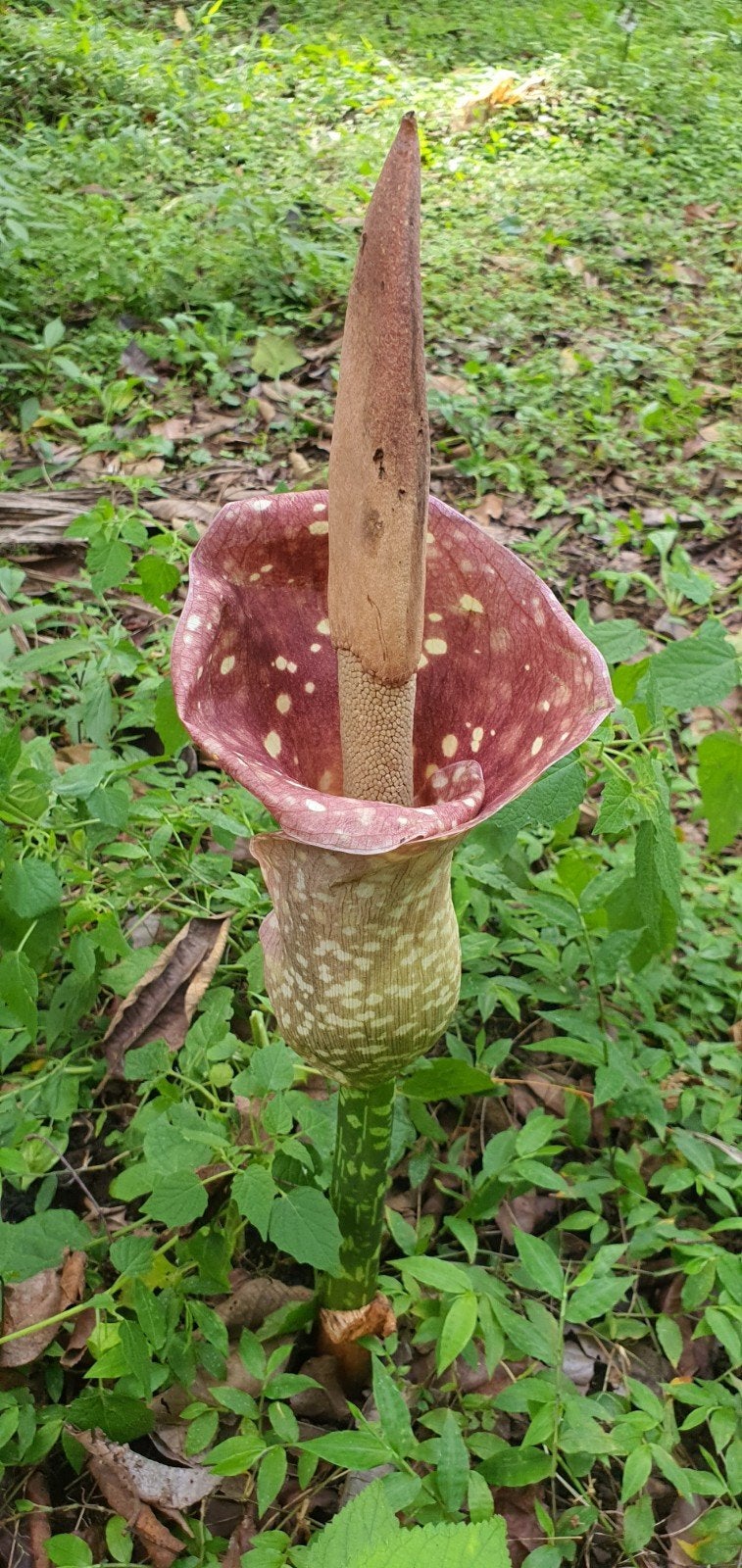 Amorphophallus muelleri - Voodoo Lelie Knol, Ophalen of Verzenden, Overige soorten, Volle zon