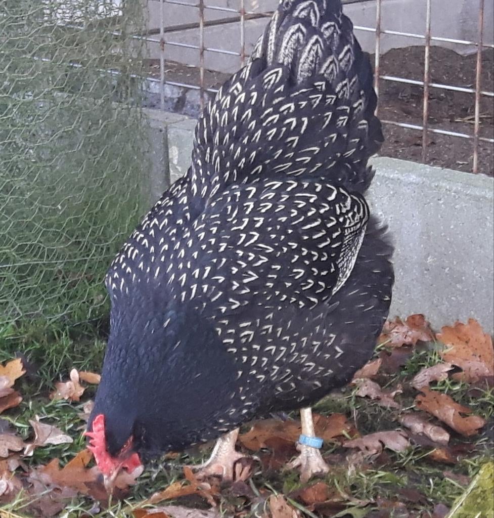 Broedeieren Barnevelder groot zilver dubbel gezoomd, Dieren en Toebehoren, Pluimvee, Kip, Geslacht onbekend