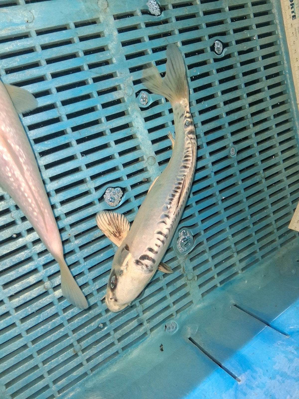 koi, Karper of Koi