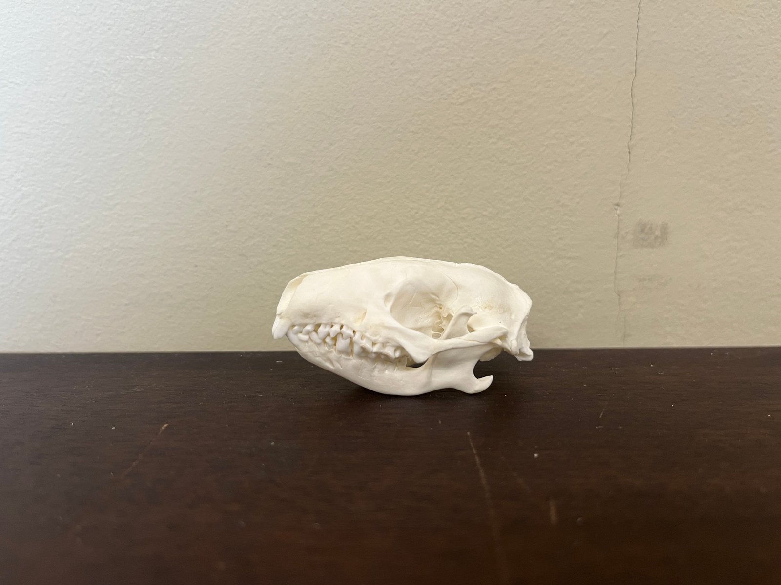 Schedel egel, Verzamelen, Ophalen of Verzenden, Zo goed als nieuw, Schedel