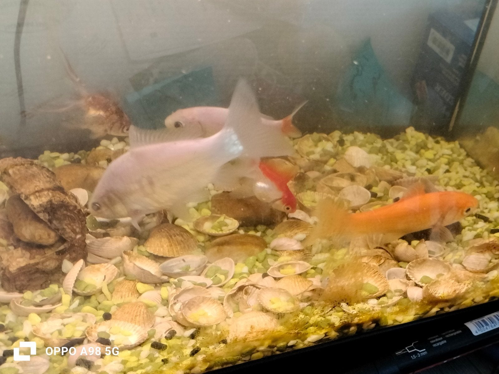Aquarium te koop – compleet met vissen & accessoires!, Ophalen of Verzenden, Gevuld zoetwateraquarium