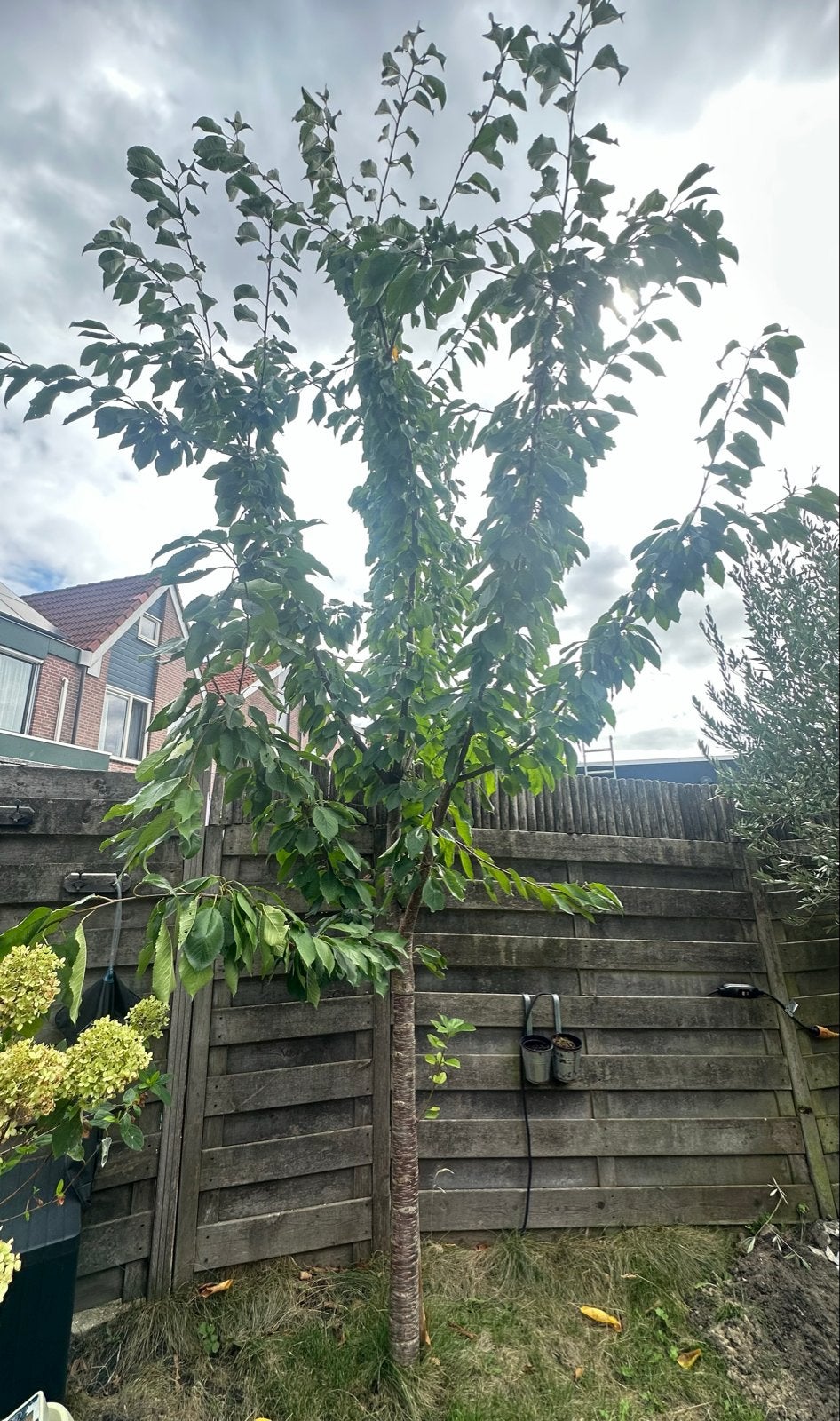 Kersenboom, Tuin en Terras, Planten | Bomen, Overige soorten, Lente, 250 tot 400 cm, Ophalen