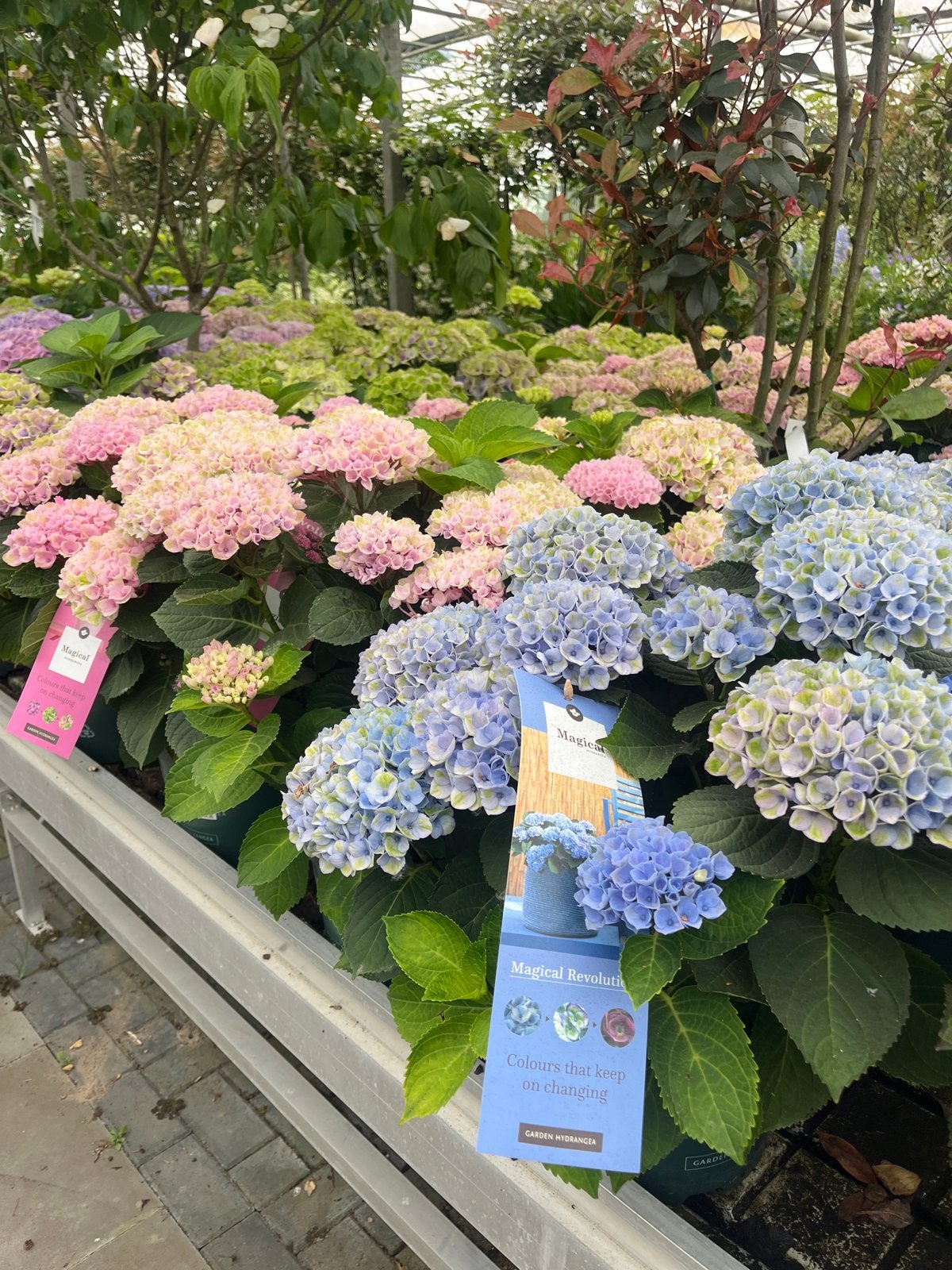 Magical Hortensia: Roze of Blauw - Kleuren die Blijven Veran, Tuin en Terras, Overige soorten, Vaste plant, Ophalen of Verzenden