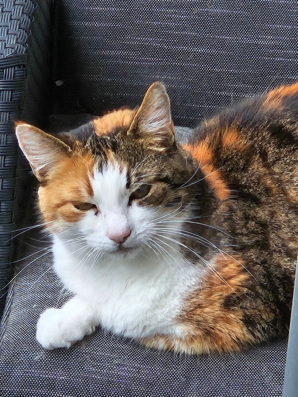 Baasje gezocht voor lapjespoes!, Dieren en Toebehoren, Poes