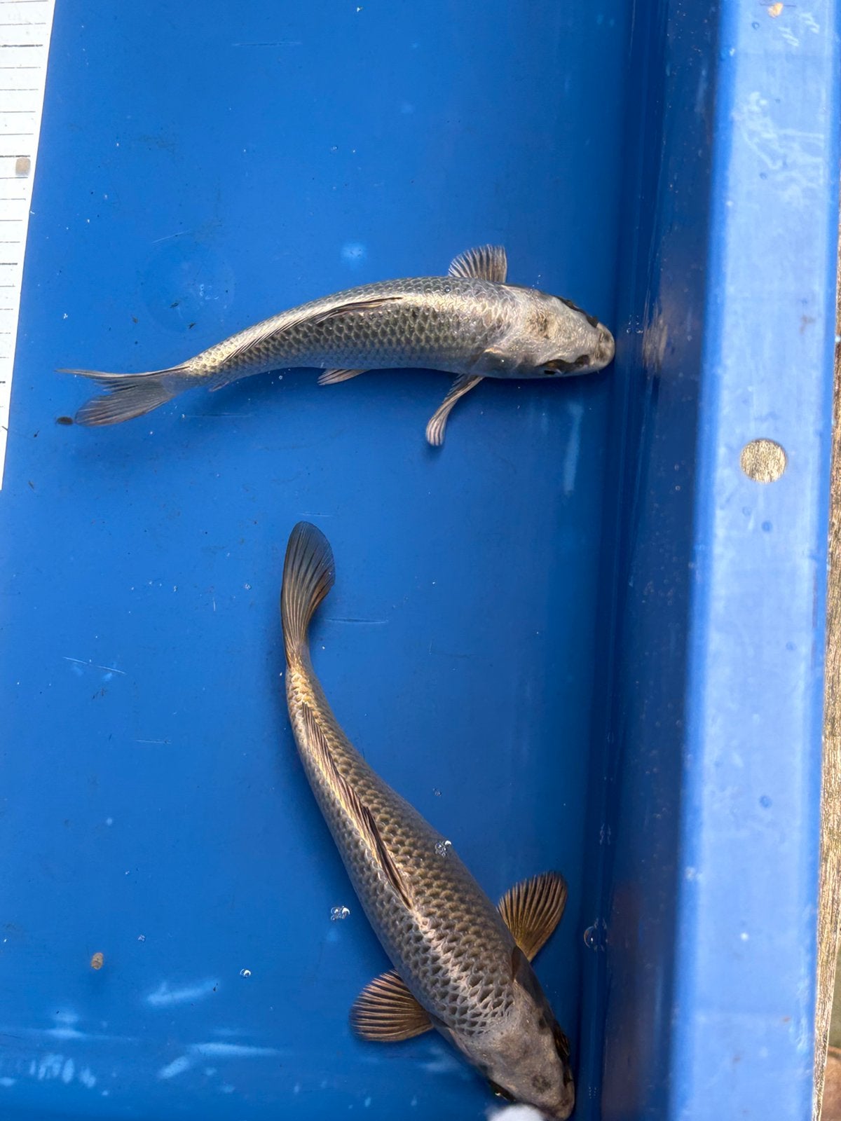2 koi 20-25 cm, Karper of Koi