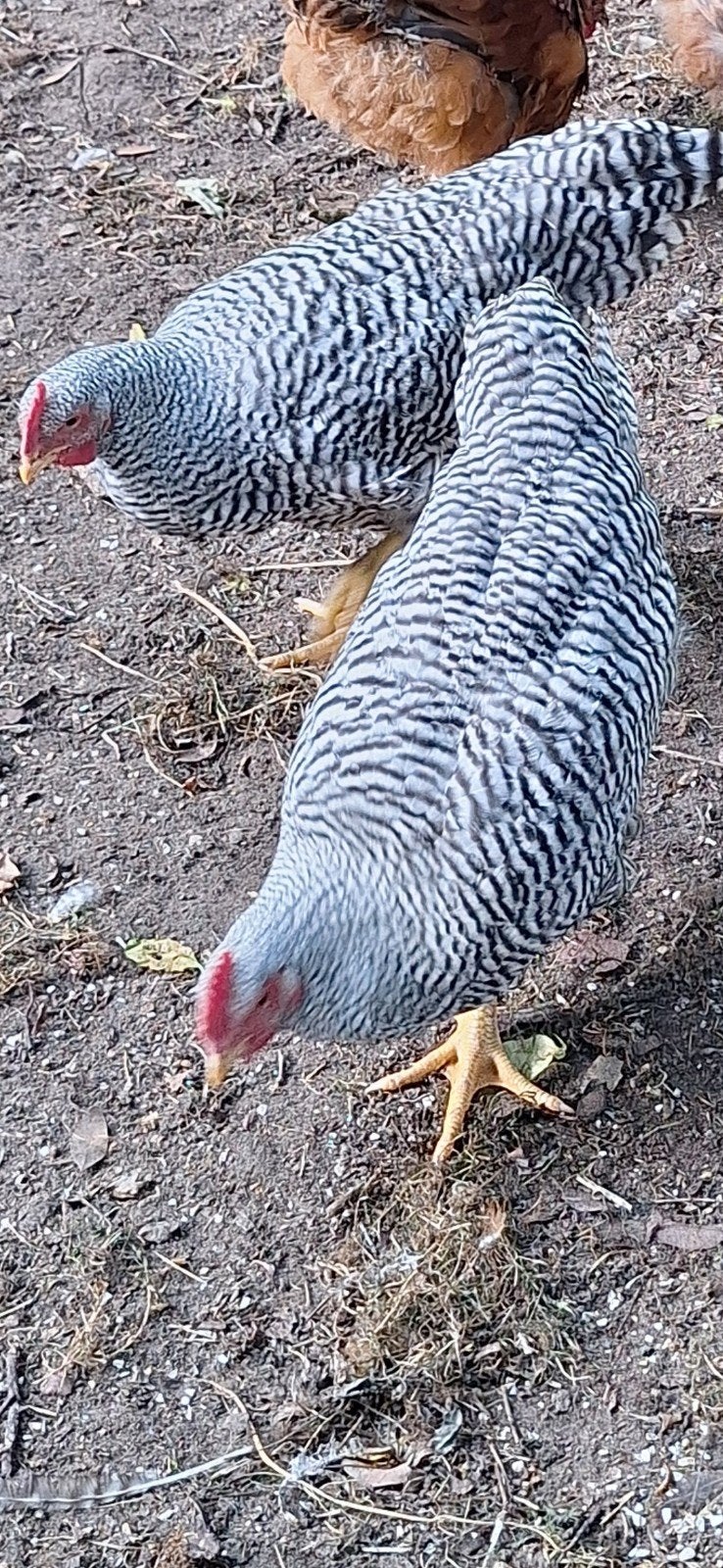 Amrock groot haantjes te koop, Dieren en Toebehoren, Mannelijk, Kip