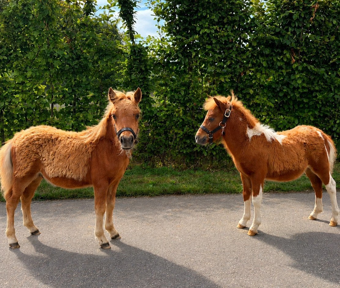 Vosbont & Vos NSPS hengstveulentjes, Dieren en Toebehoren, Met stamboom, 0 tot 2 jaar, Hengst, A pony (tot 1.17m)