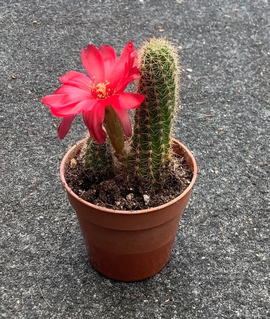 Cactus, Chamaecereus, Huis en Inrichting, Kamerplanten, Ophalen of Verzenden, Cactus, Volle zon, Minder dan 100 cm