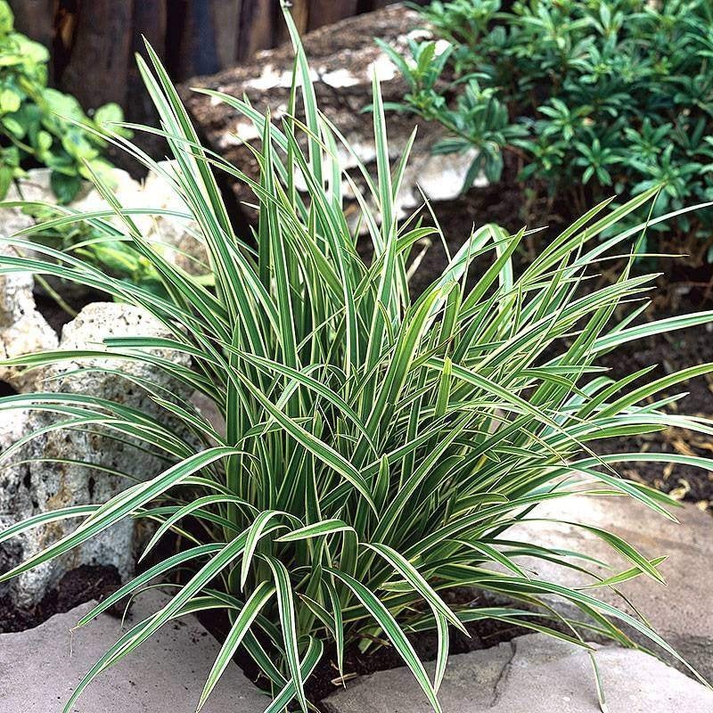 Carex morowii 'Ice Dance', Ophalen, Vaste plant, Siergrassen, Volledige schaduw