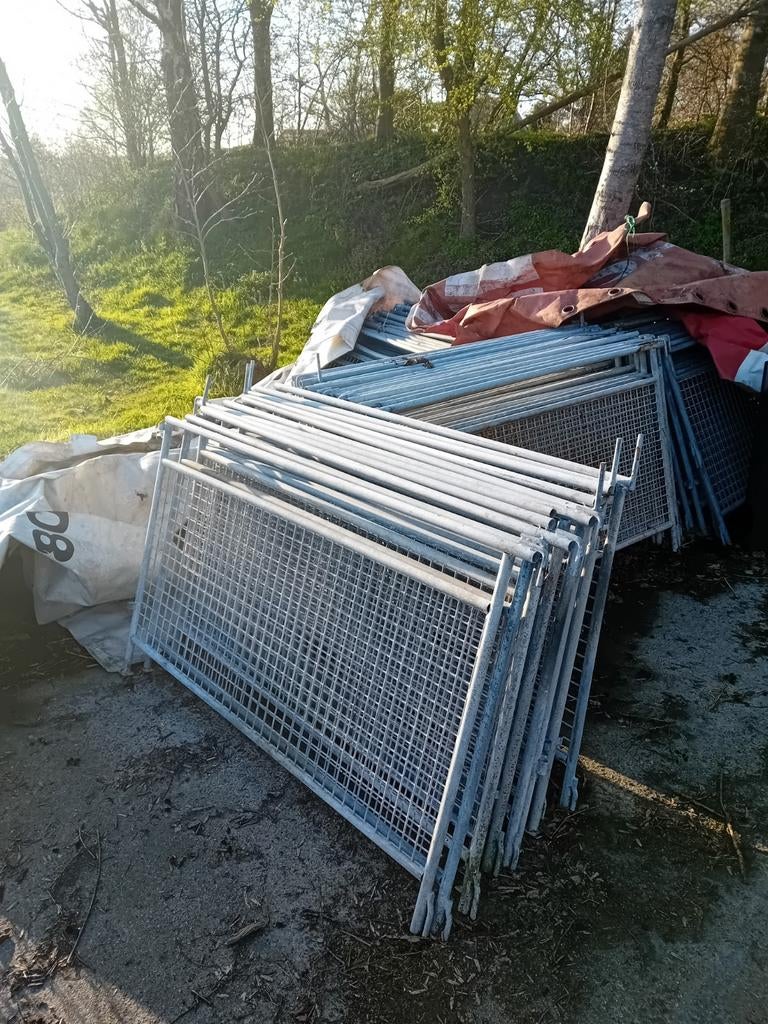 schapen hekjes, Vrouwelijk, Schaap