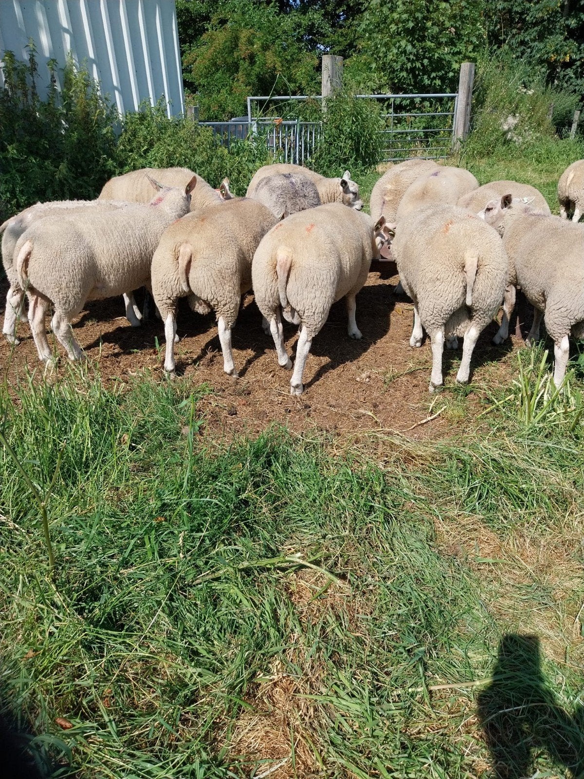 Dekrammen, Mannelijk, Schaap, 0 tot 2 jaar