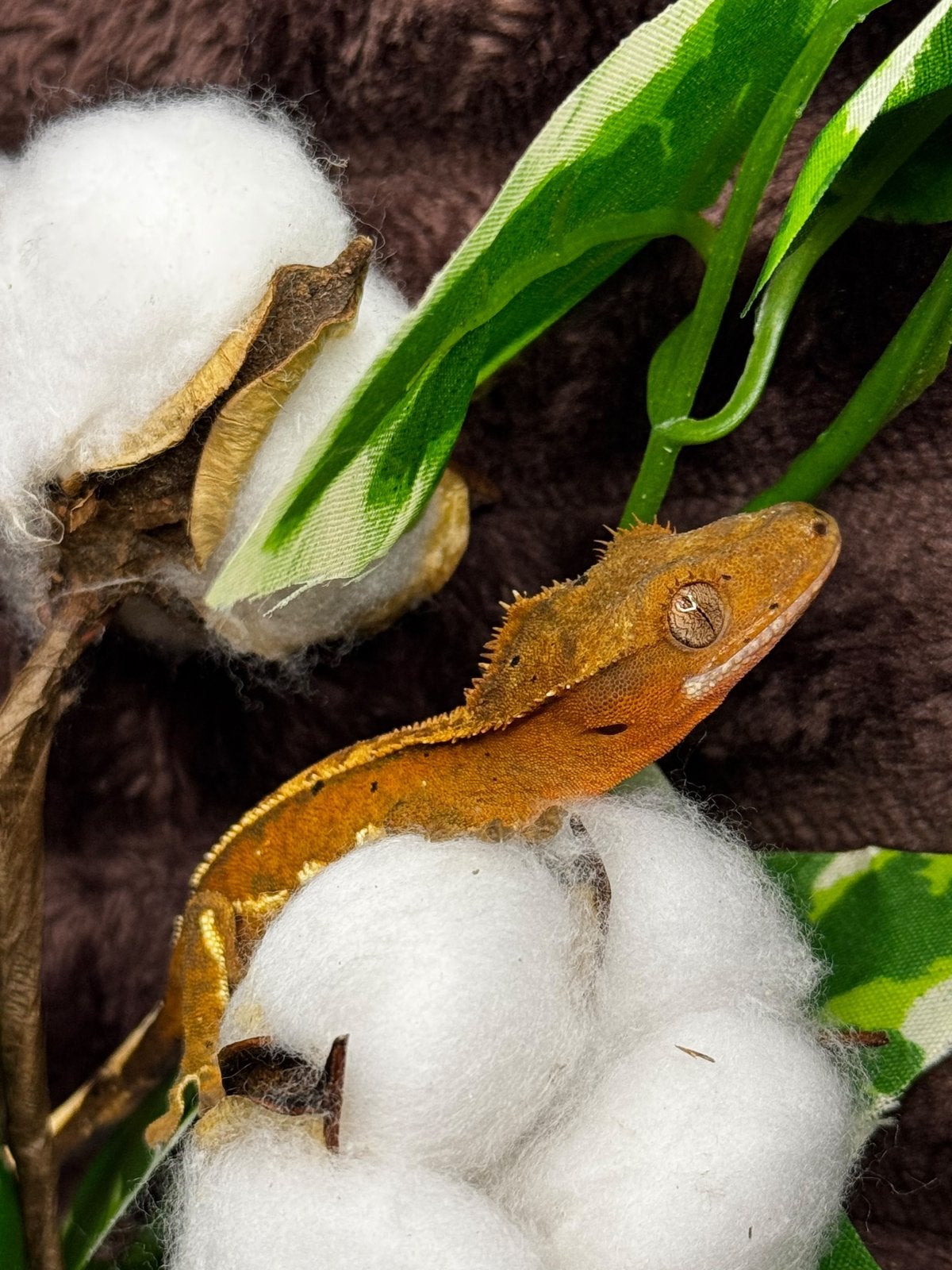 Prachtige Wimpergekko (Orange Flame Dalmatian)6 mnd Crested Gecko photo 3