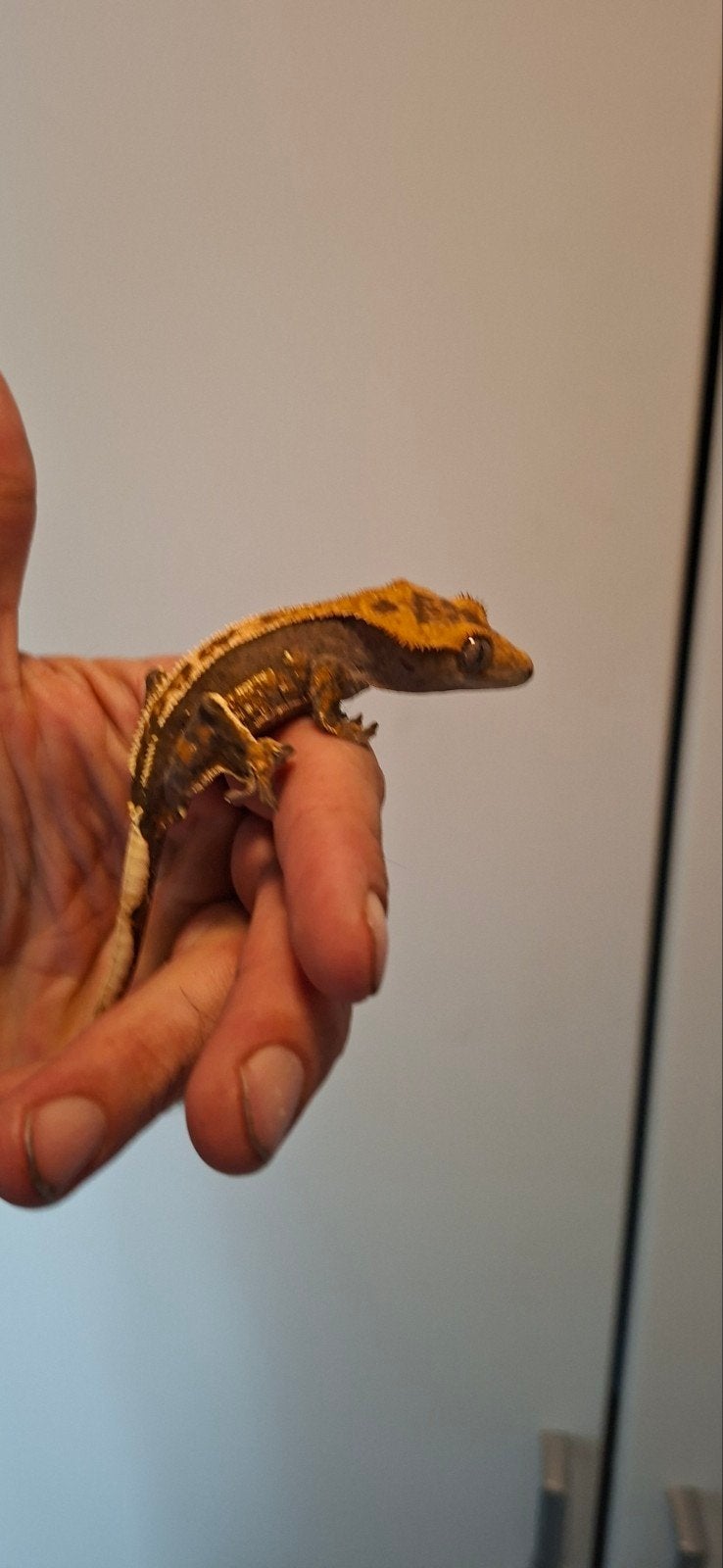wimpergekko swas1 14-6-25 13 gr, Dieren en Toebehoren, Hagedis, 0 tot 2 jaar