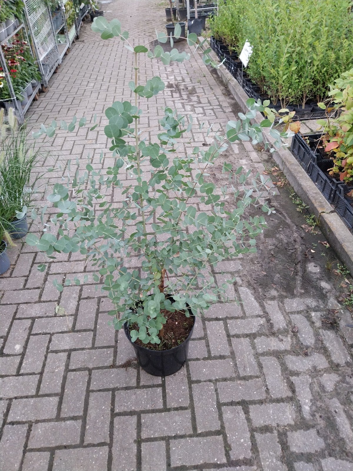 Eucalyptus gunnii - Gomboom - Jonge plant, Tuin en Terras, Volle zon, Vaste plant, Bloeit niet, Ophalen