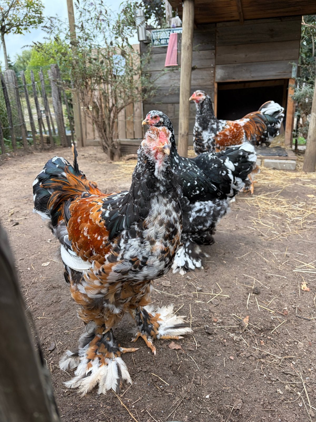 goed huia gezocht, Dieren en Toebehoren, Pluimvee