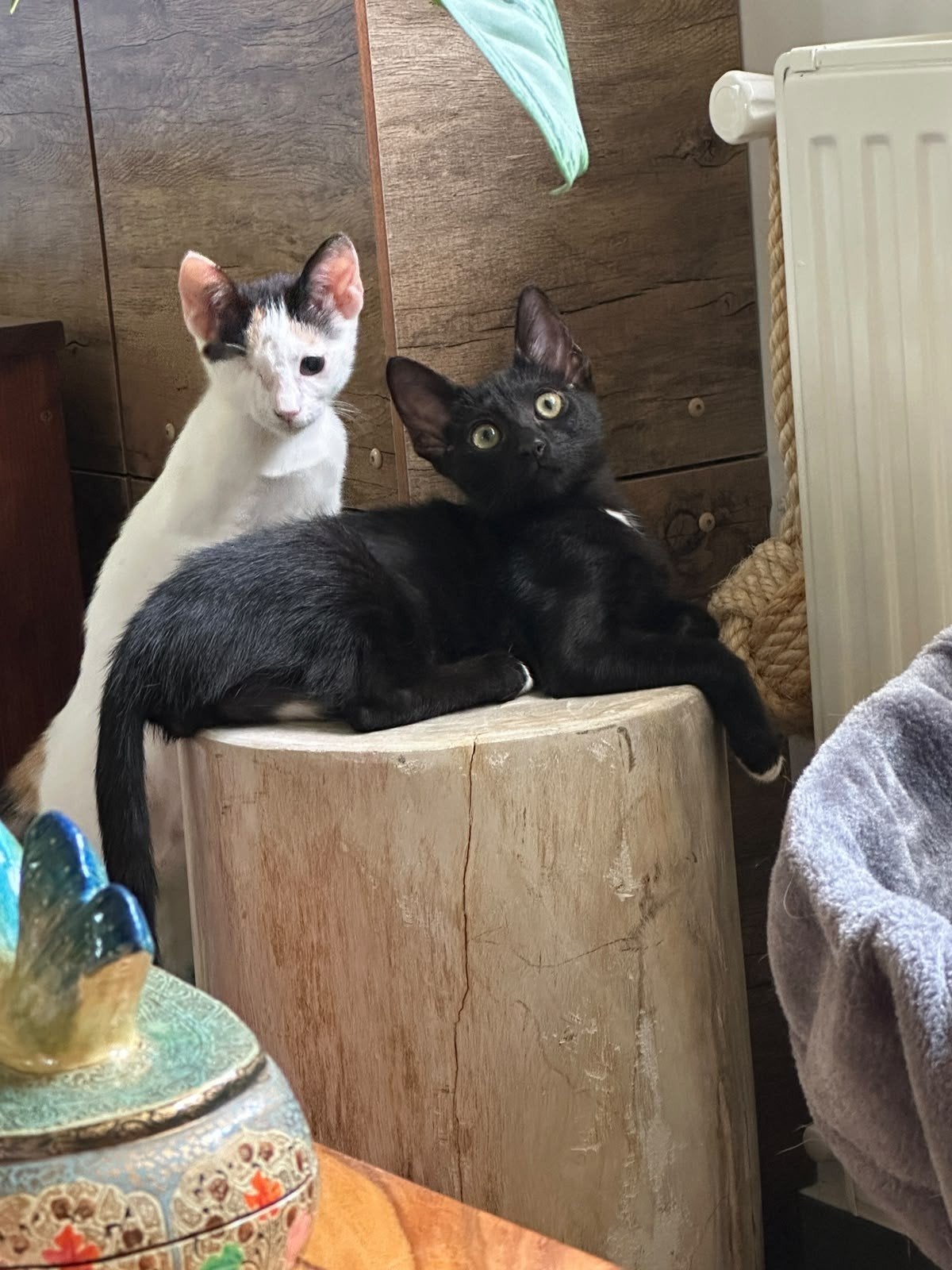 Apollo en Cherry verblijven in Lelystad, Poes, Kortharig, 0 tot 2 jaar