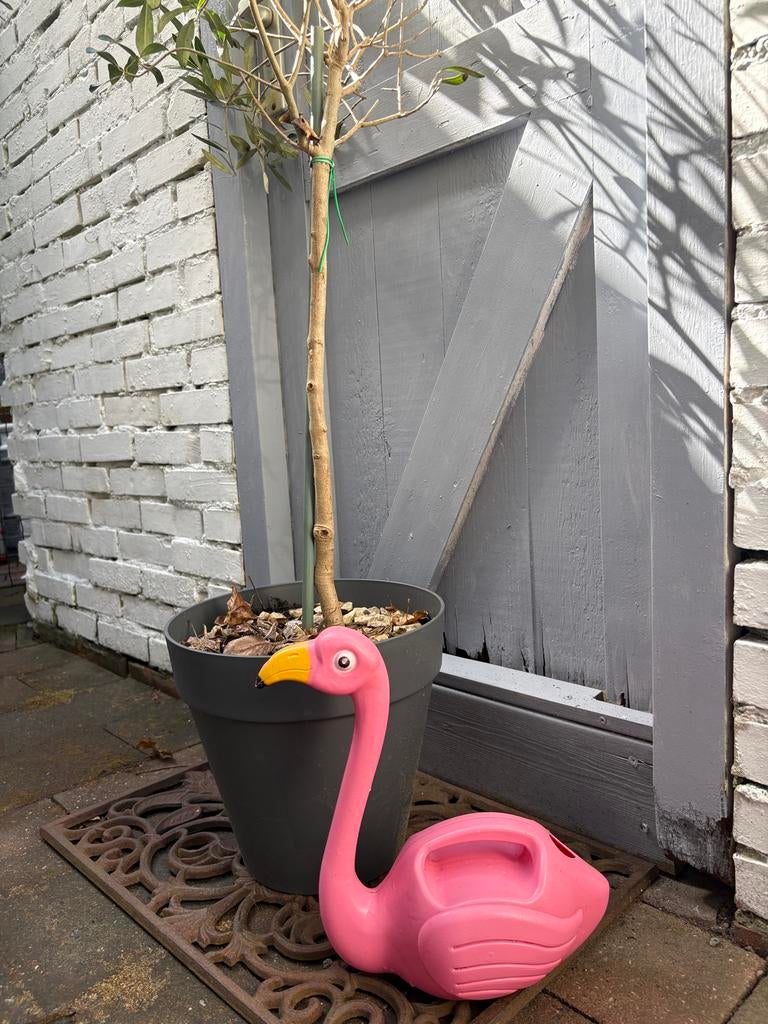 Roze flamingo gieter, Ophalen, Gebruikt, Kunststof