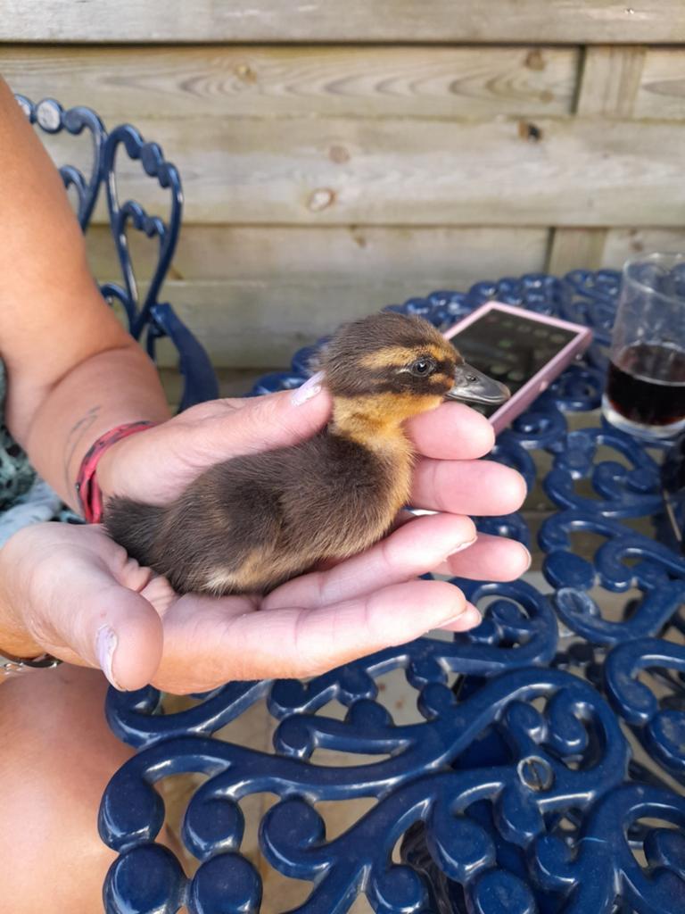 Jonge loopeend, Dieren en Toebehoren, Pluimvee, Geslacht onbekend, Eend